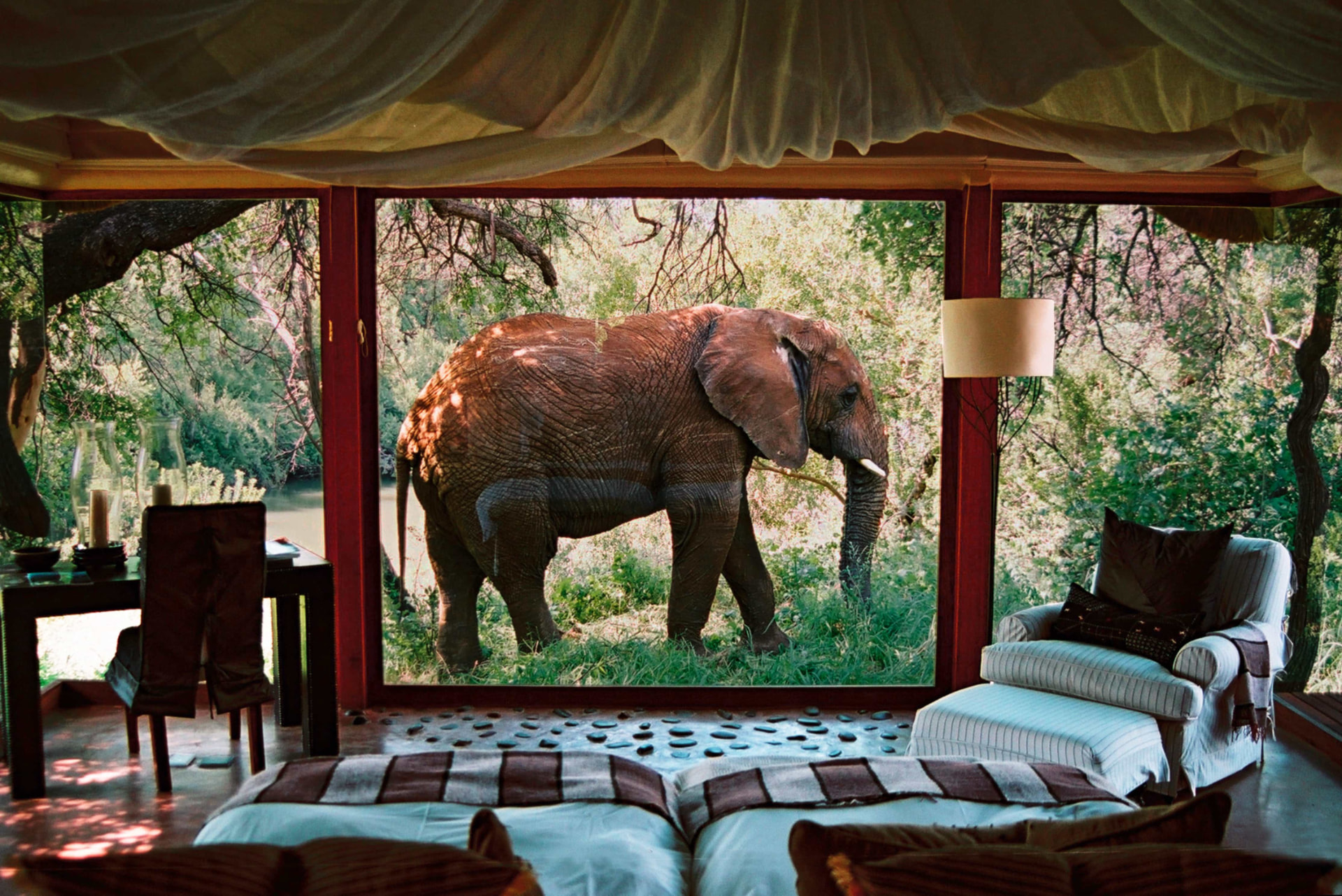 Uitzicht vanuit een safarilodge in Zuid-Afrika op een olifant aan de rivieroever