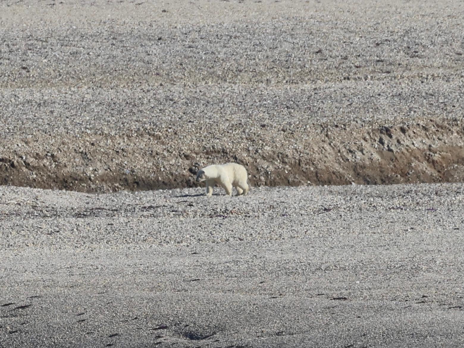 IJsbeer wandelt over een grindvlakte op Spitsbergen