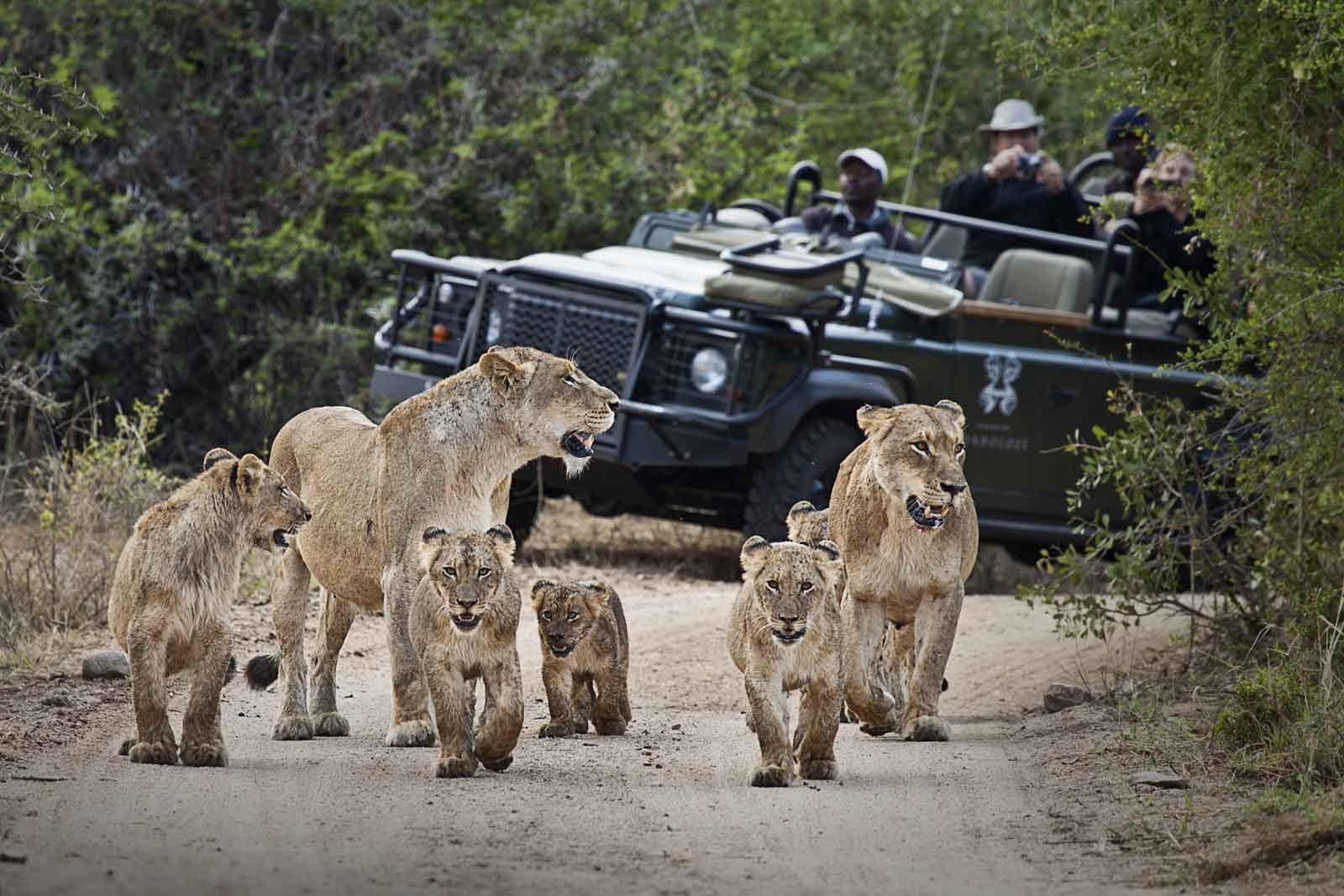 Leeuwin met welpen voor een open safarivoertuig in Zuid-Afrika
