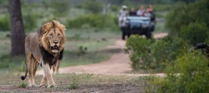 Leeuw in de Zuid-Afrikaanse savanne tijdens een safari, georganiseerd door Springbok Travel