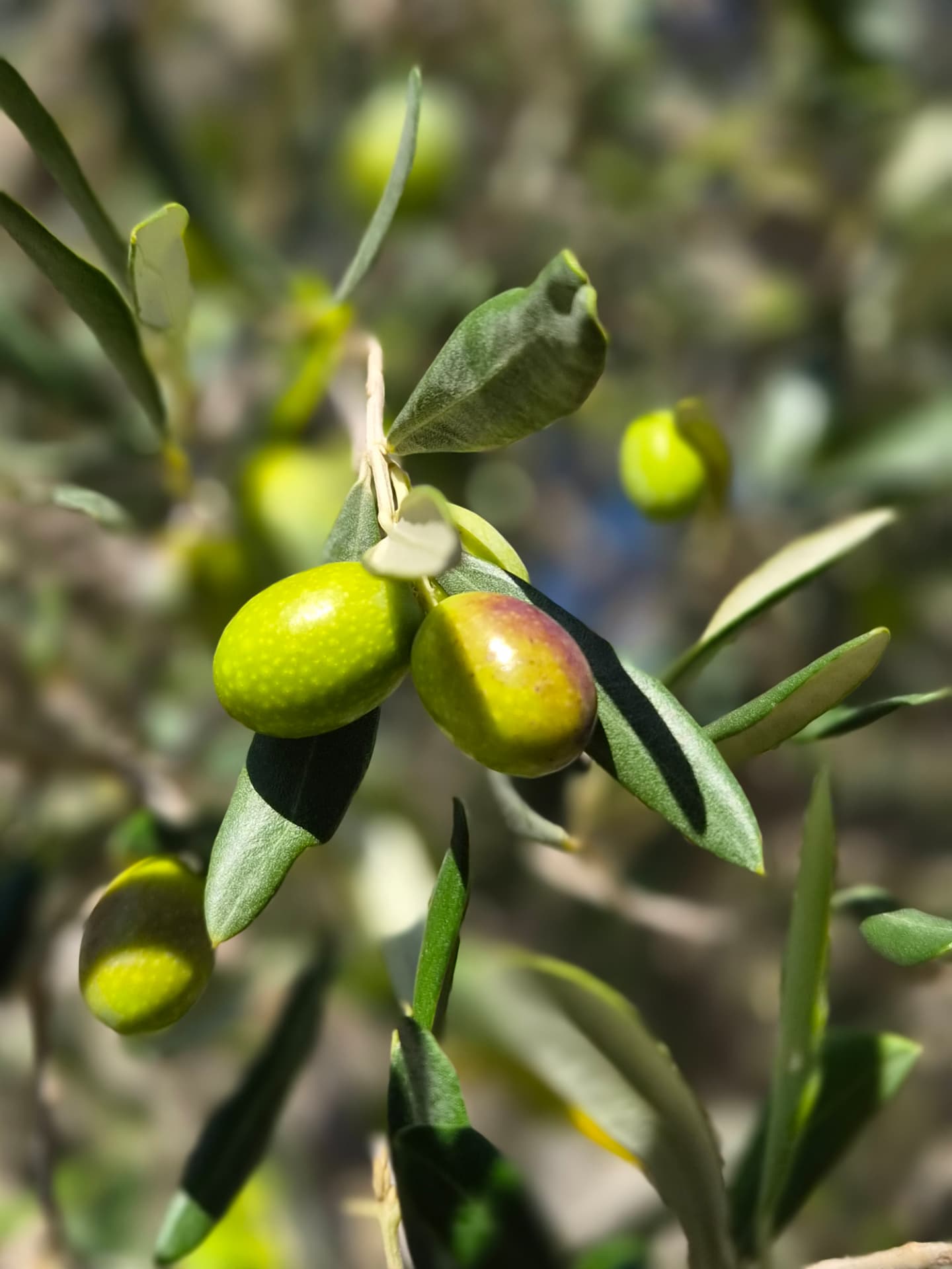 Olijven in de Provence