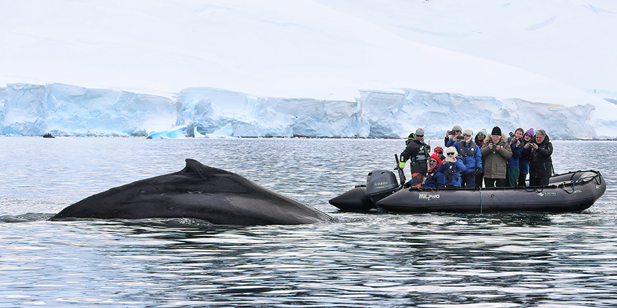 Zodiac naast een walvis tijdens een Antarctica-expeditie