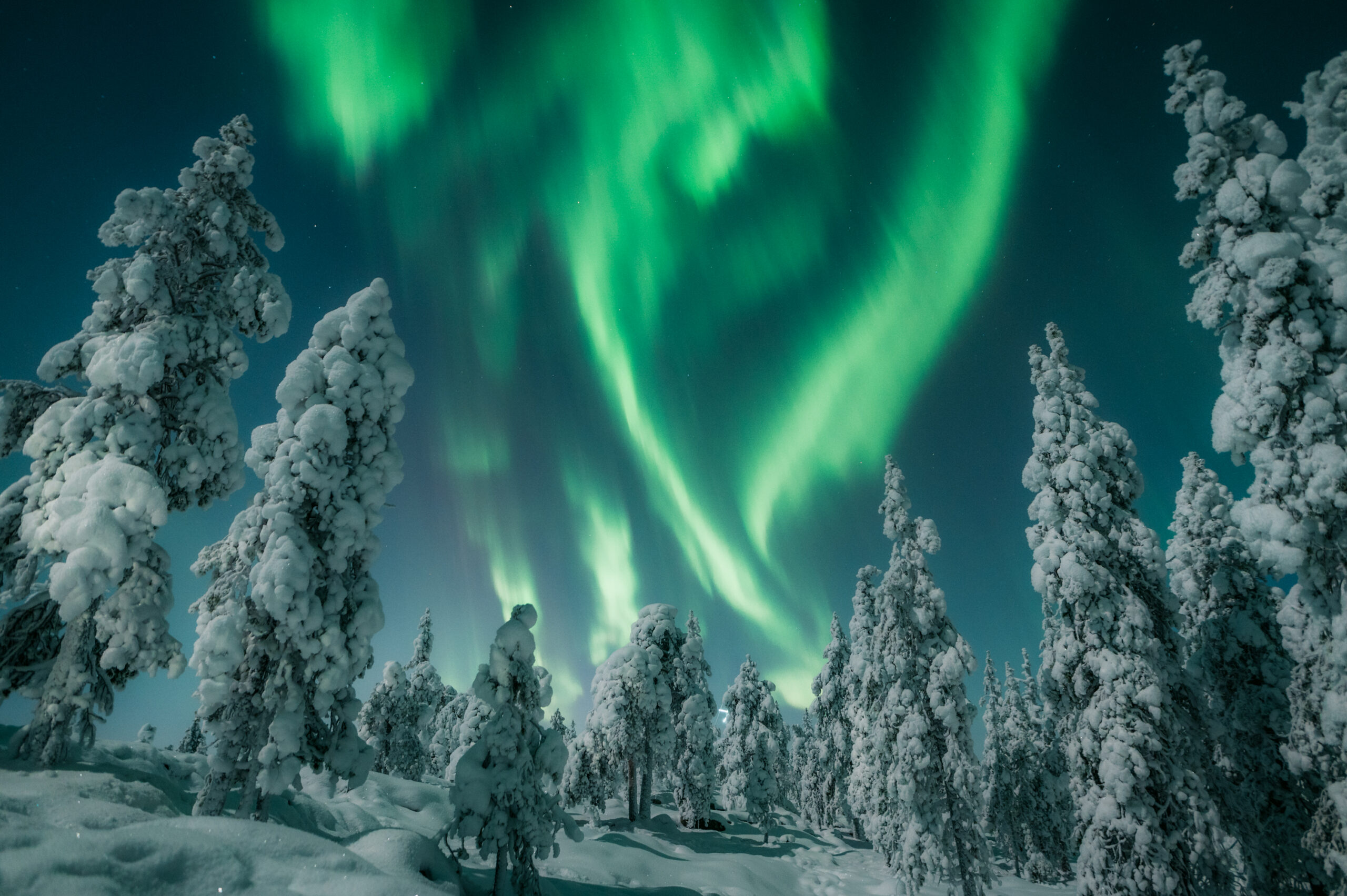 Noorderlicht boven de besneeuwde bossen van Fins Lapland