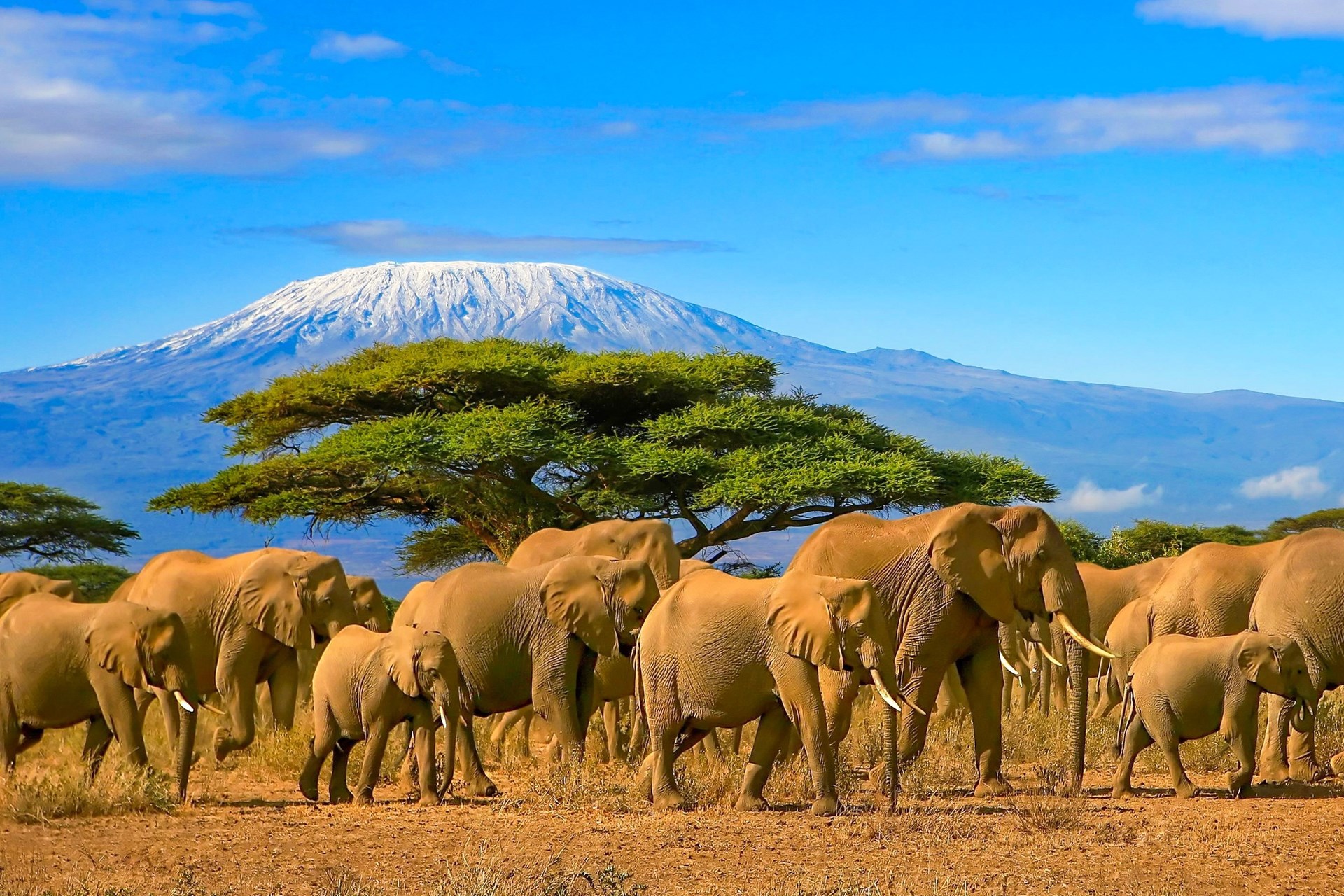 Leeuw in de savanne — persoonlijk reisadvies van Springbok Travel