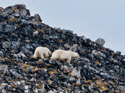07_Gravneset_002-