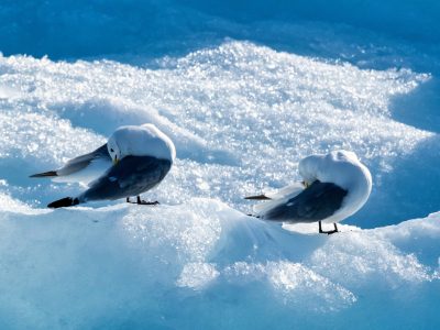 10_Monacobreen_010-
