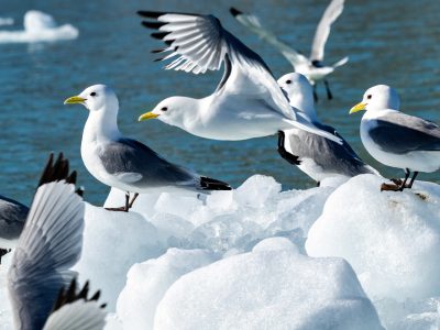 10_Monacobreen_024-