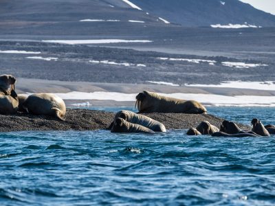 14_Torellneset_003-