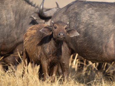 1700149800_Moremi-Game-Reserve-Wildlife-2023-66-scaled