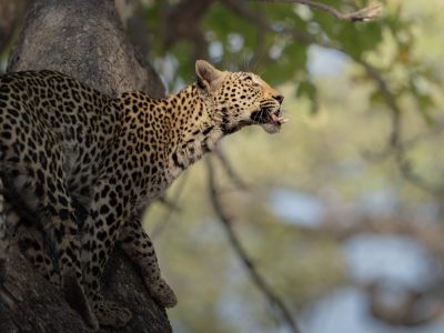 1700150442_Moremi-Game-Reserve-Wildlife-2023-101-scaled