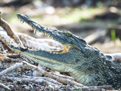 1700163156_Okavango-Delta-Wildlife-Scenery-01-5-1-scaled