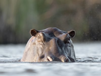 1715263483_Okavango-Delta-Wildlife-Scenery-7-scaled