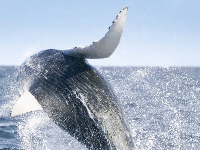 7. walvis