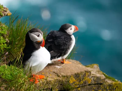 Cruise Middellandse Zee - Cruises Noorse Fjorden met Holland America Line - norway-iceland-puffins-c031
