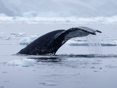 Paradise-Bay_Antarctica_humpback-whale_MUnterharnscheidt_18Feb2024_007 Groot