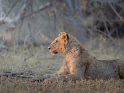 Sediba-Sa-Rona-Wildlife2-scaled