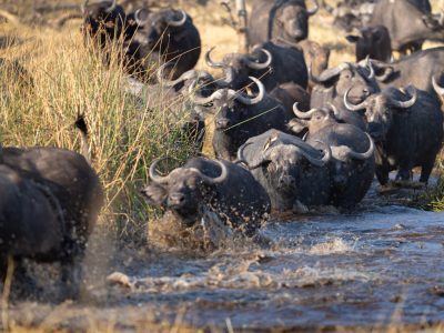 Sediba-Sa-Rona-Wildlife3-scaled