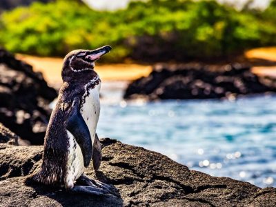 galapagospenguin