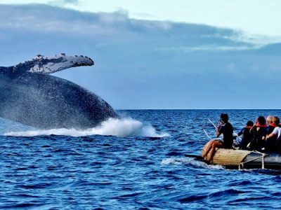humpback-whale-1