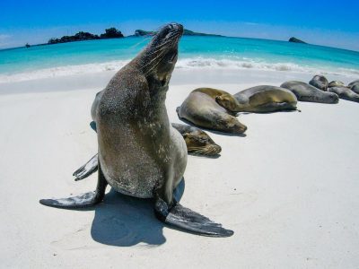 sealionsrelaxingonbeach-compressed-scaled
