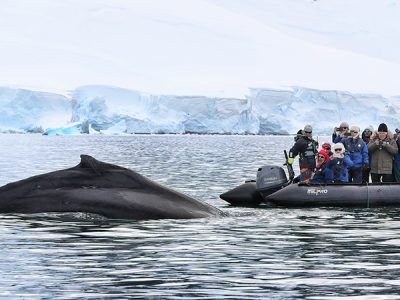 zodiac-bij-walvis-Met-Nordic-op-reis-naar-Antarctica-Albatros-expeditions-Ocean-Albatros-1